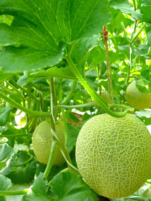 Melon shipments rank among the highest in Japan