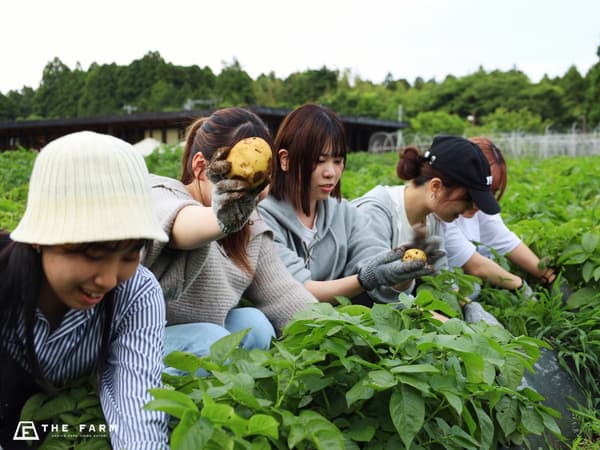 Vegetable harvesting at a farm that cultivates 100 varieties per year