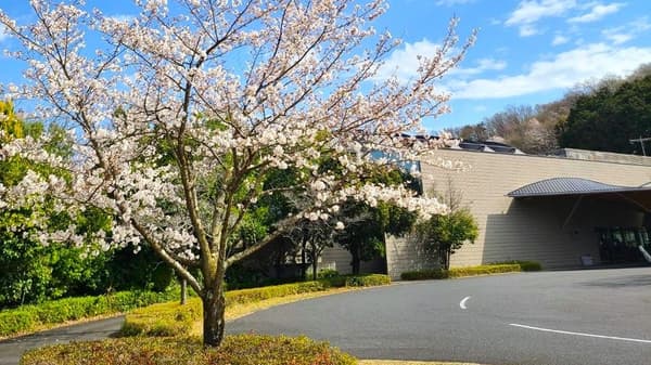 新武藏丘高尔夫球场 – 旋转处的樱花