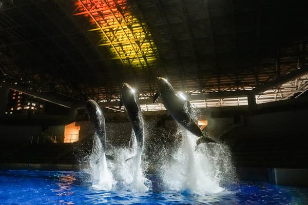 Dolphin Night Performance at Kobe Suma Sea World (image)