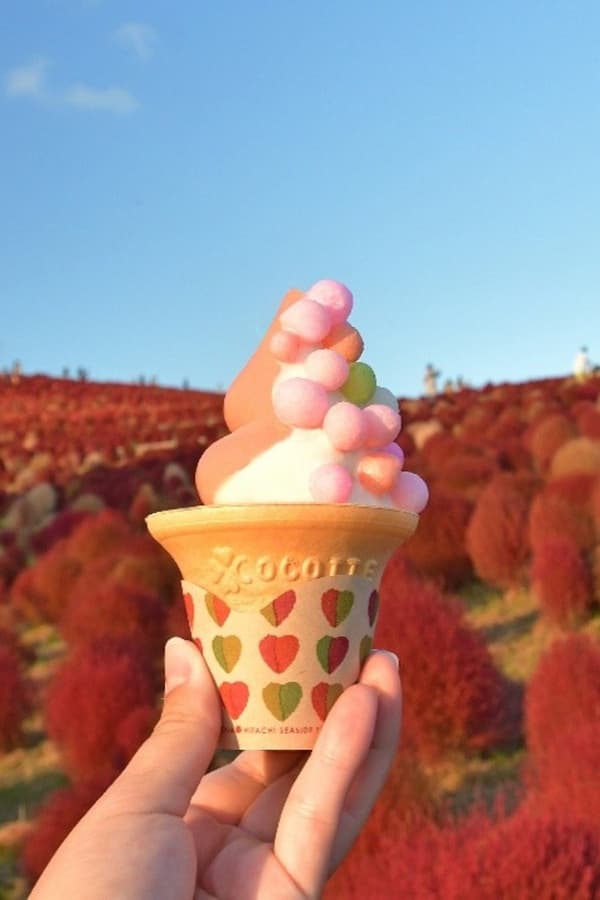 Marukoro Kochia Soft Serve sold at Hitachi Seaside Park