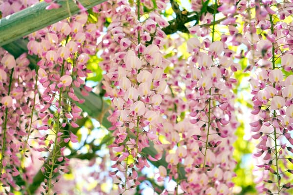 本红紫藤——中晚开品种