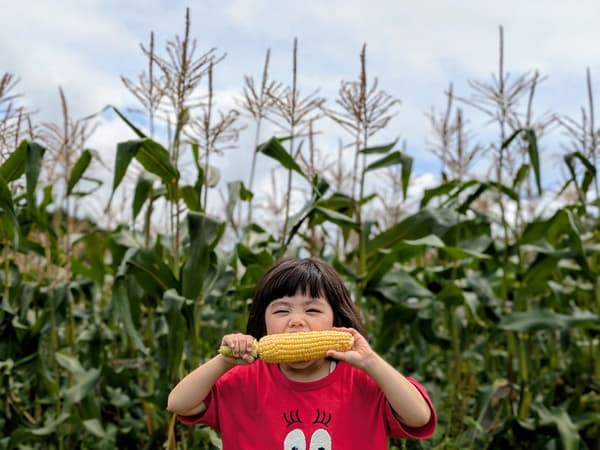 Pengalaman memanen jagung segar, lebih manis dari melon