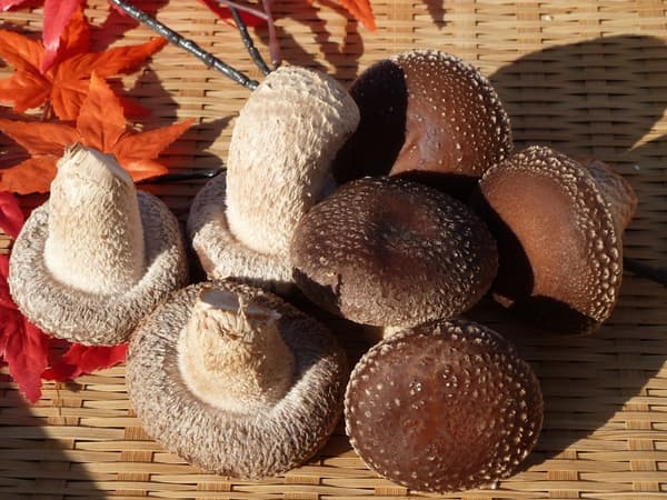 Jamur shiitake budidaya segar dari Osaka di Umeda Marche