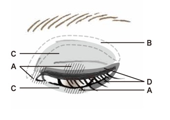 Eye Coloration N 21 Peach Fusion使用方法