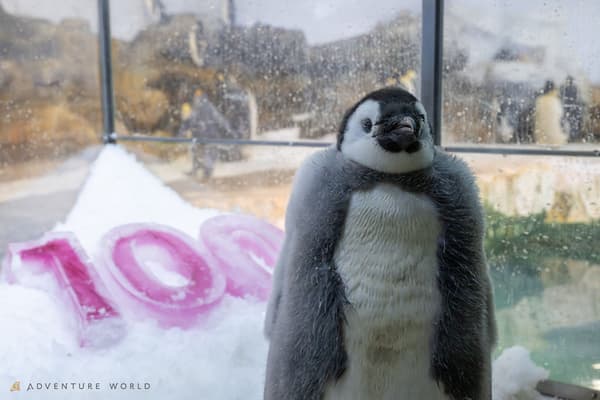 展示蓬松羽毛的企鹅宝宝