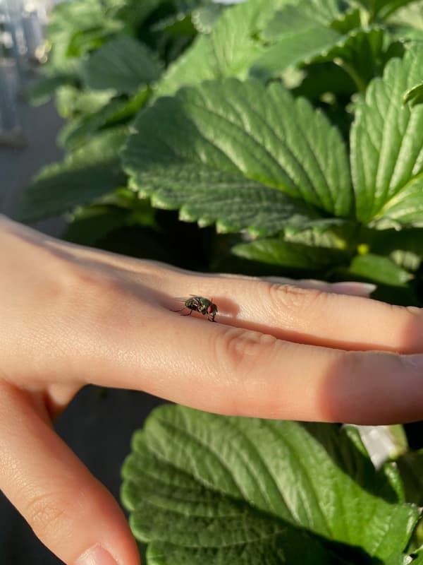 ヒロズキン蠅為草莓授粉