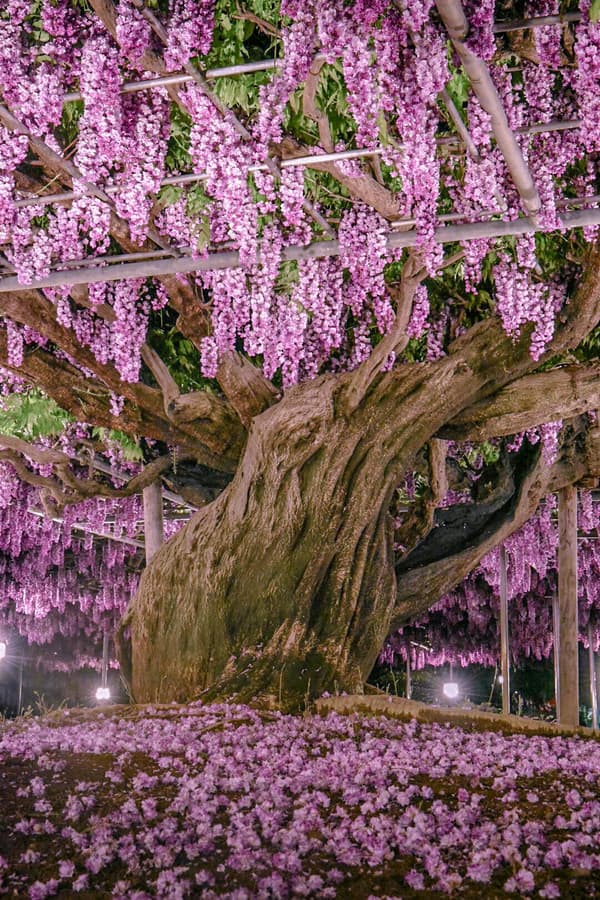 八重黑龙藤盛开期夜间灯光秀（历史档案照片）