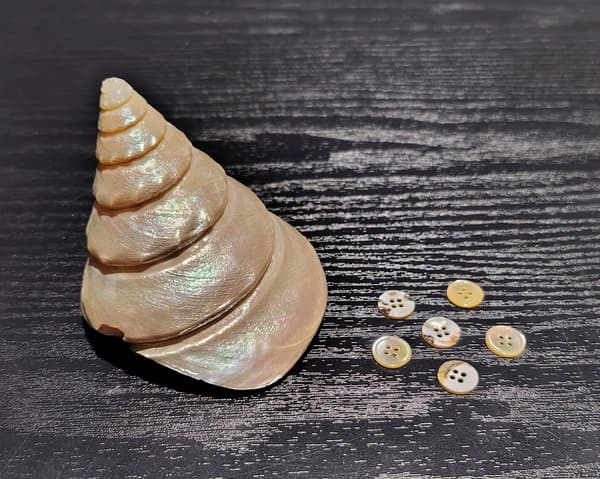 贝壳纽扣和原材料