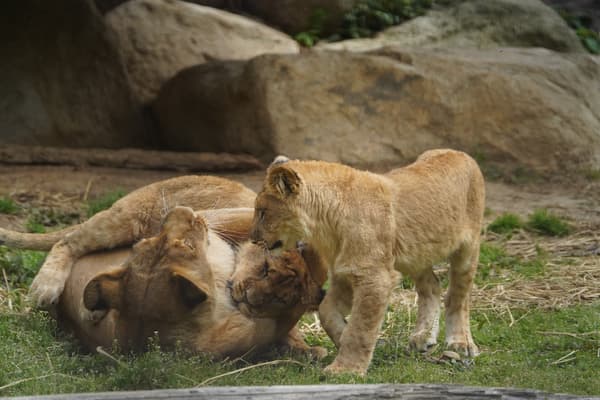 자라나는 사자 세 쌍둥이