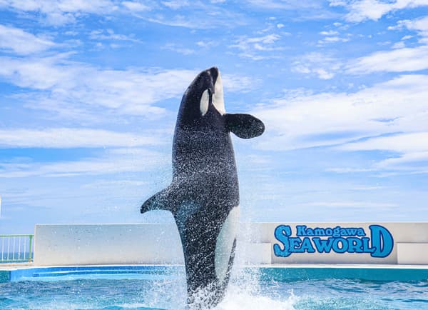 카모가와 씨월드의 인기 범고래 공연