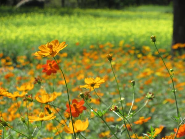 Cosmos sulphureus 'Diablo'