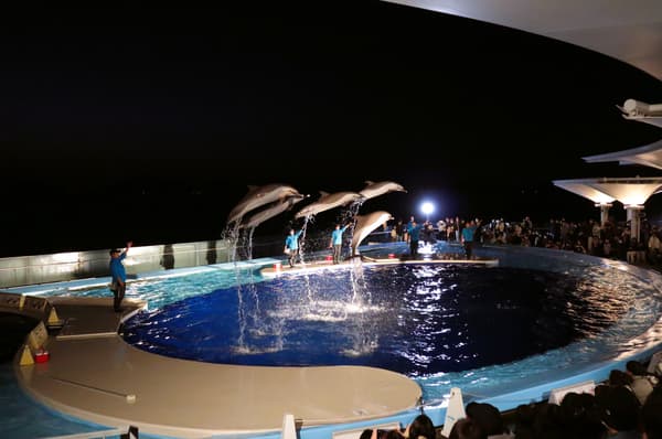 特别海豚项目（示意图）