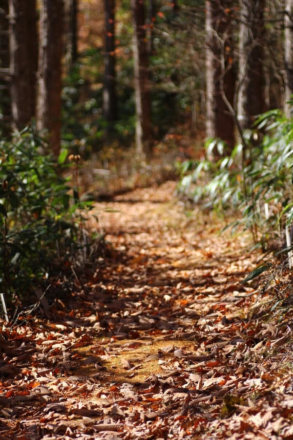 Photo trekking scenery (image)