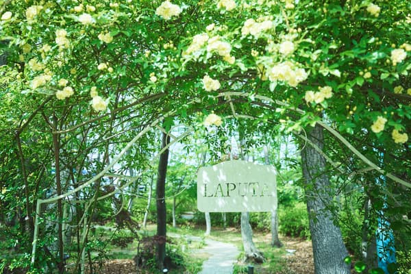 森林中开启的新故事