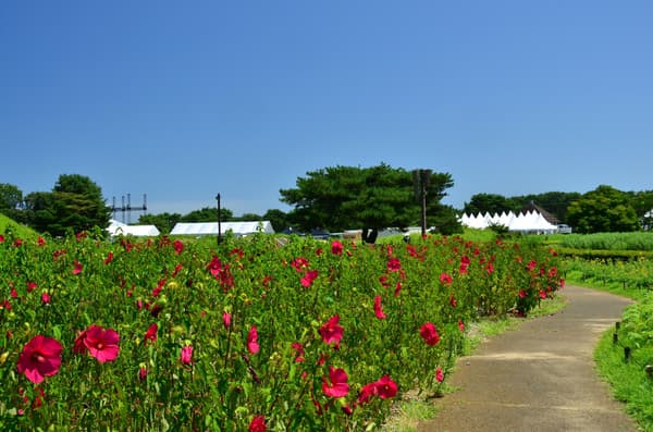 BMX 코스 주변 꽃밭에 핀 타이탄비커스