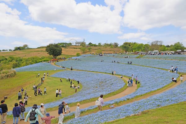 Nemophila at Mother Farm, photographed April 26, 2026