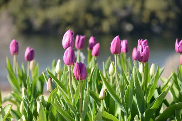 Colorful tulips at Metsa
