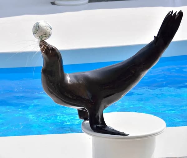León marino entreteniendo al público en el Rocky Stadium