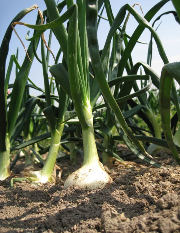 Awaji Island onion farm