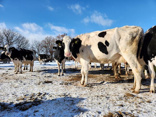 Pasture dairy farming
