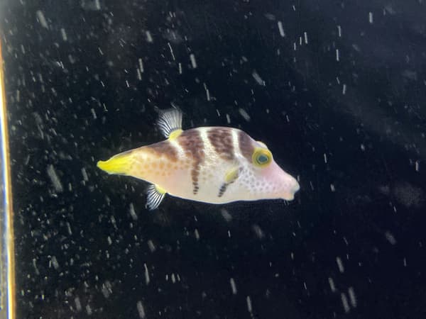 Valentini's Sharpnose Puffer