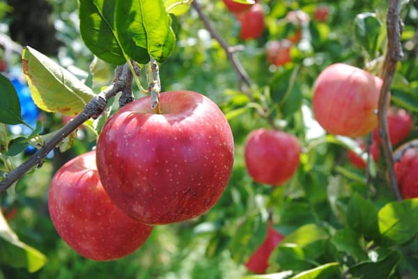 도야마의 제철 농산물과 지역 특산물