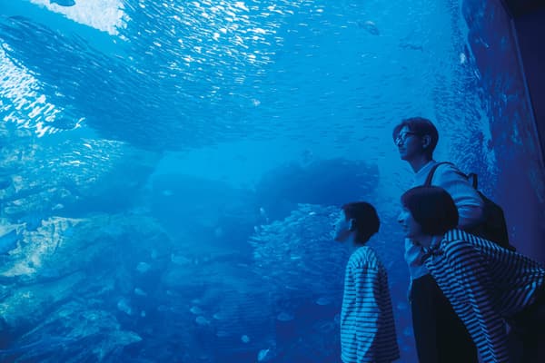 Family looking at a school of fish in a large tank