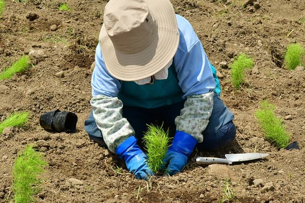 Planting kochia seedlings