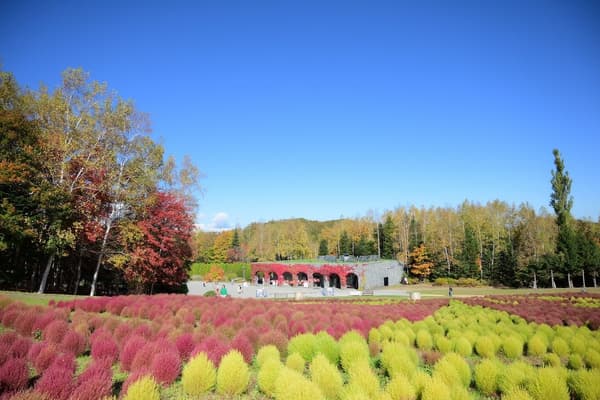 Kochia in autumn color (photographed October 11, 2026)