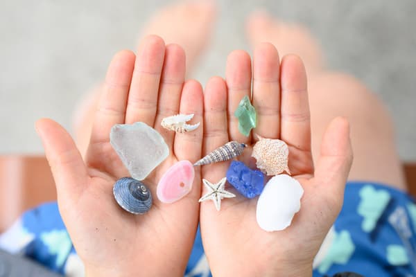 在海灘上發現的海洋生物和浮木的證據