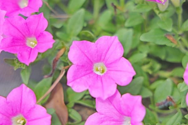 Bunga petunia Momoiro Toiki di Mother Farm