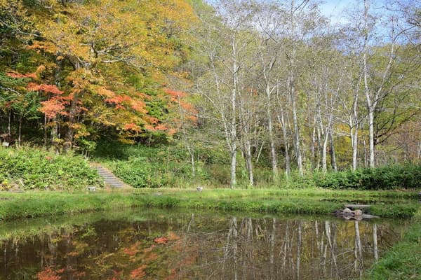 Hojas de otoño reflejadas en el agua del arrozal