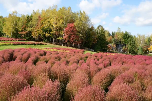 Kochia in full red foliage, mid to late October (Country Garden)