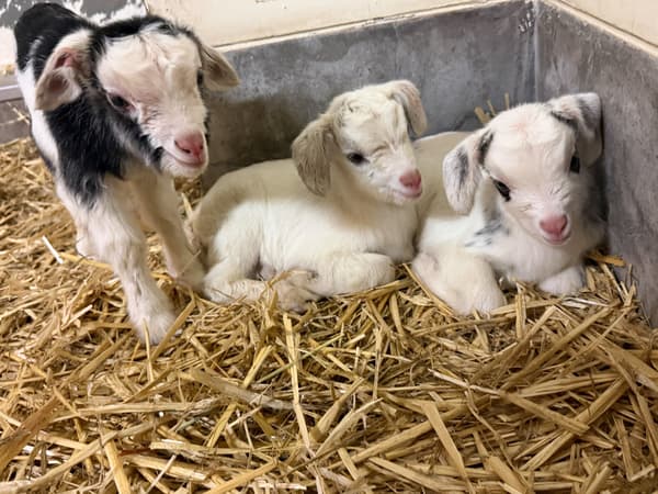 논호이 파크의 아기 염소들