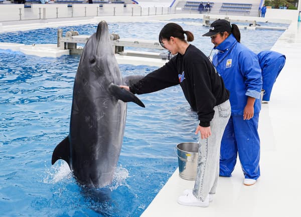 Dolphin sign training at Kamogawa Sea World