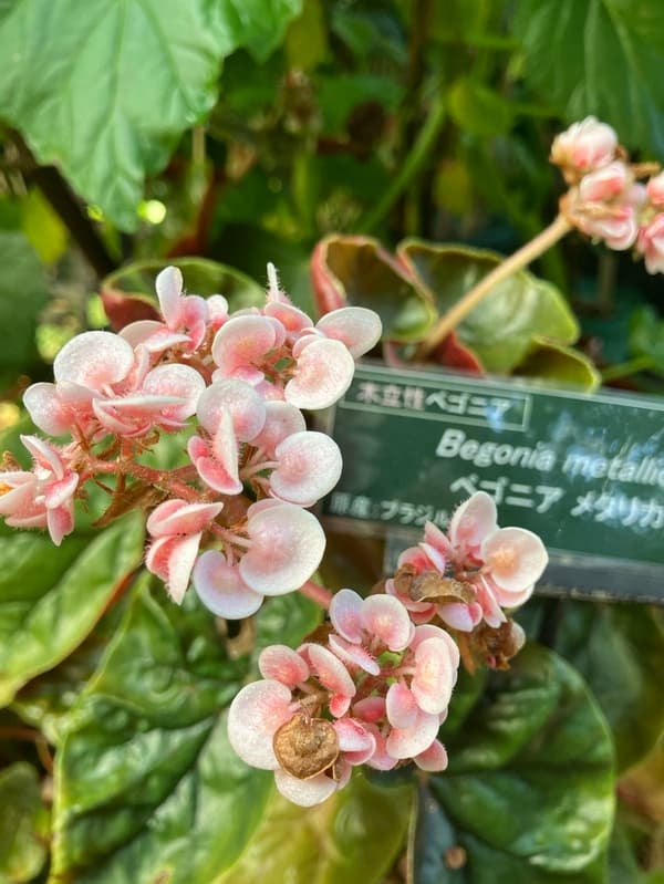 Shrub begonia