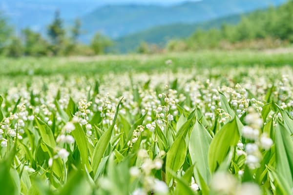 El festival de 1,2 millones de lirios de los valles es uno de los eventos más populares de Shinshu