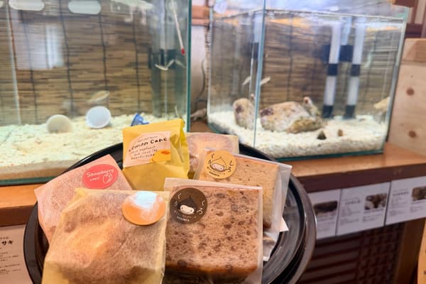 传统日式民宅内的玉寺水族馆