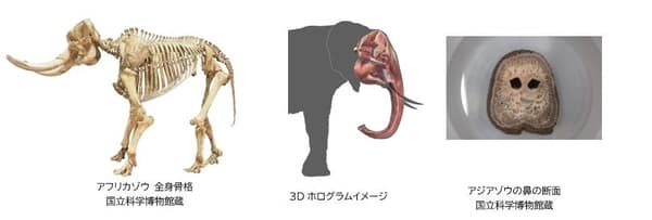 非洲象骨骼展示