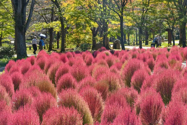 Kochia at the Dandanbatake terraced fields, with color varying by time of day and lighting