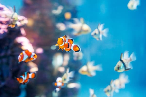 Extended evening hours at the aquarium