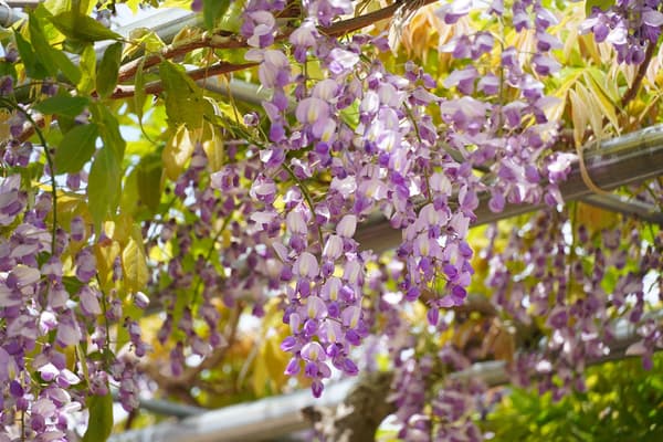 嘉布遣紫藤——早开品种