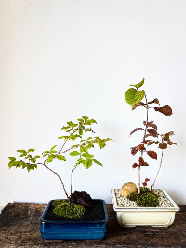 Koniwa bonsai workshop