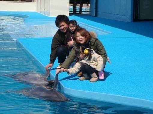 Dolphins performing in the show