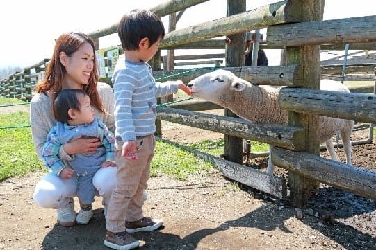Sheep feeding experience at Mother Farm