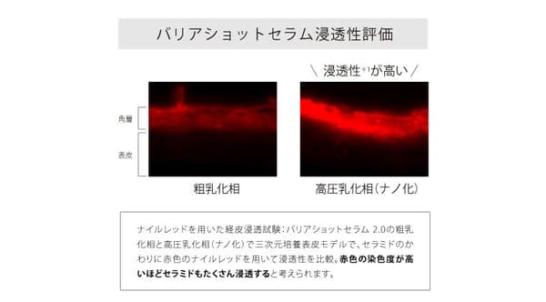 각질층 내 세라미드 침투 모식도