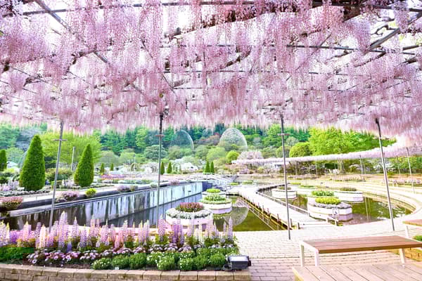 粉藤回廊盛开期——白天（历史档案照片）