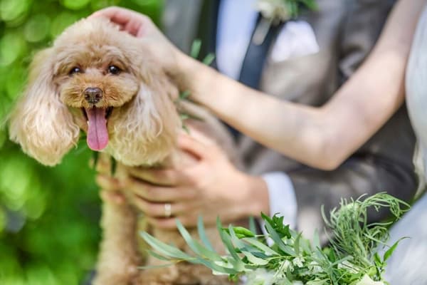 Boda con un perro mascota