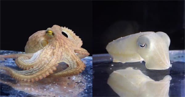 章魚與烏賊特別展缸